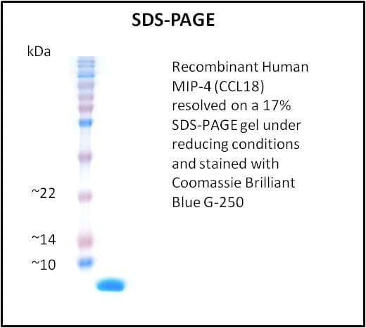 Human CCL18 / PARC Protein (Recombinant)