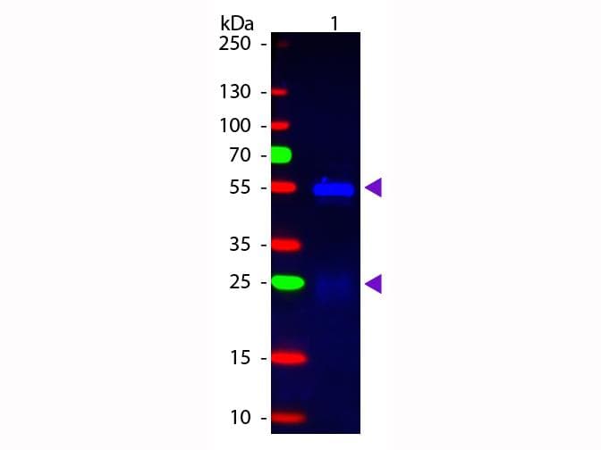Donkey Anti-Rabbit IgG Secondary Antibody (FITC)
