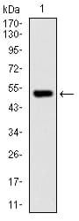 PHC1 / EDR1 Antibody (aa758-1004, clone 1F3F3)