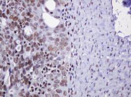 DCPS Antibody (clone OTI4H8)