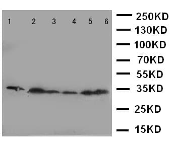 CDK4 Antibody (N-Terminus)