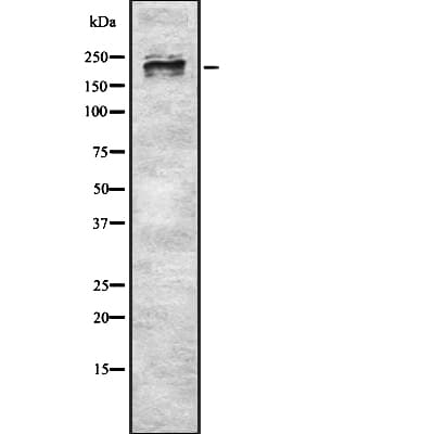 MYH9 Antibody