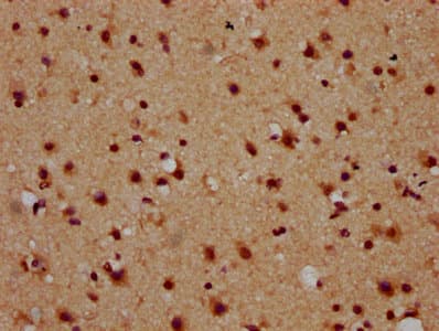 NAP1L5 Antibody