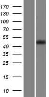 GPR63 Protein (Over-Expression Lysate Myc-DDK (Flag))