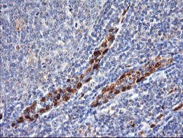 ERG Antibody (clone OTI4H7)