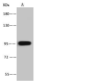 VPS16 Antibody