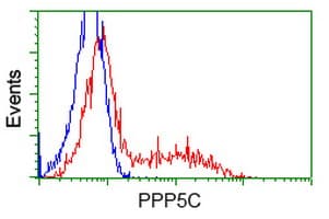 PPP5C Antibody (clone OTI6C2)
