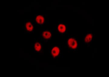 RAD21 Antibody
