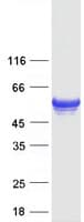 Human FLAD1 / FADS Protein (Recombinant Myc-DDK (Flag))