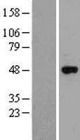 Human CYP2J2 Protein (Over-Expression Lysate Myc-DDK (Flag))