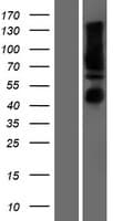 Human CANX / Calnexin Protein (Over-Expression Lysate Myc-DDK (Flag))