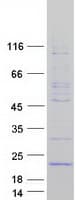 Human CR6 / GADD45G Protein (Recombinant Myc-DDK (Flag))