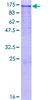 Human EPHA3 / EPH Receptor A3 Protein (Recombinant GST)