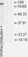 HSP90 / Heat Shock Protein 90 Antibody (clone D7A)