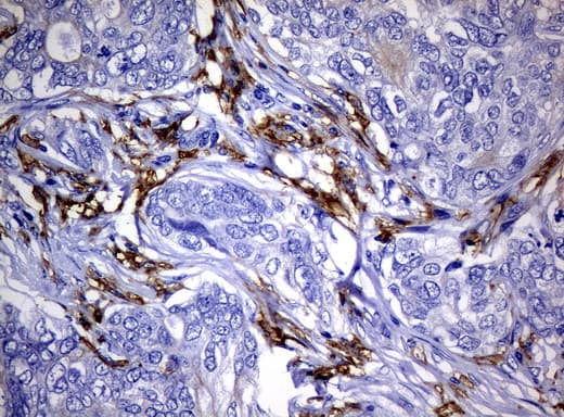 CD32A Antibody (clone UMAB60)