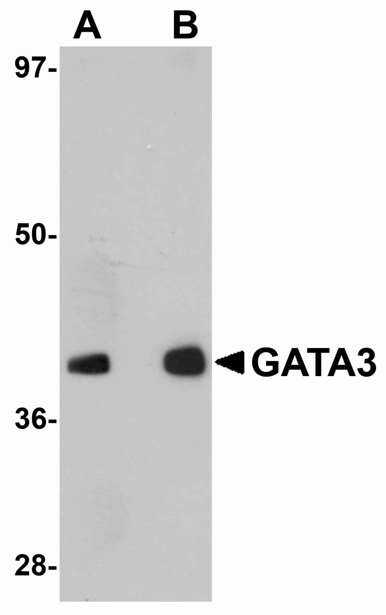 IHC-plus™ GATA3 Antibody