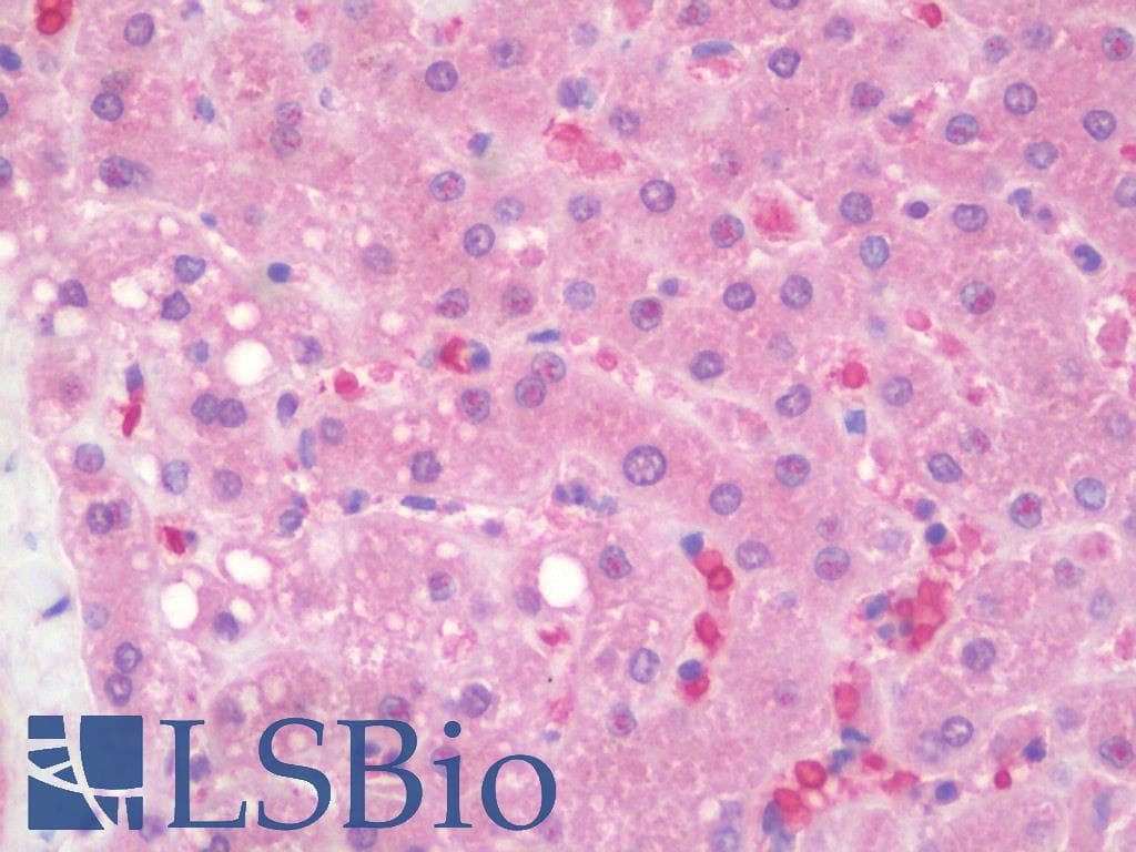 Monoclonal Mouse anti-Human IL25 / IL17E Antibody (aa115-132, IHC, WB)