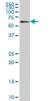 ZNF496 / NZIP1 Antibody (clone 2B3)