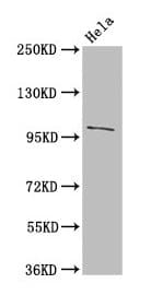 NPC / NPC1 Antibody