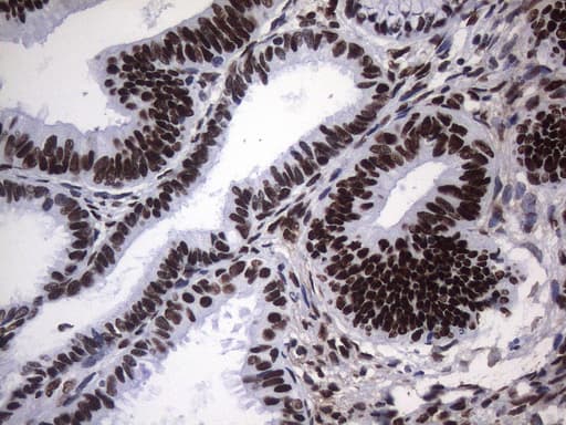 HnRNP A0 Antibody (aa139-183, clone OTI8H8)