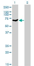 PAPSS2 Antibody (clone 2A8)
