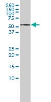KPNA5 Antibody (clone 1D2)