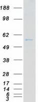 Human CDK16 / PCTAIRE Protein (Recombinant Myc-DDK (Flag))