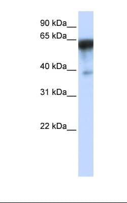 NEPH1 / KIRREL Antibody (aa432-481)