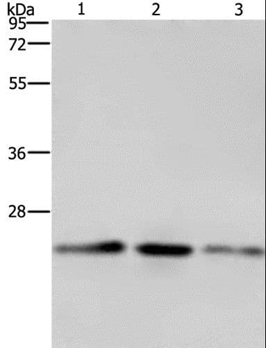 EMC8 / COX4NB Antibody