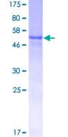 Human TNFSF10 / TRAIL Protein (Recombinant GST)