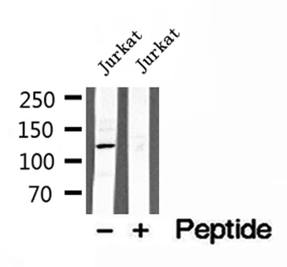 Polyclonal Rabbit anti-Human MICAL1 / MICAL Antibody (IHC, IF, WB)