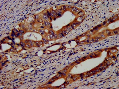 Polyclonal Rabbit anti-Human EIF3G Antibody (aa2-320, WB)