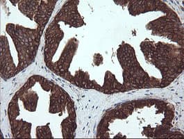 PDIA3 / ERp57 Antibody (aa140-505, clone OTI4D7)