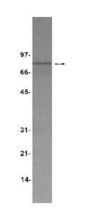CD110 / MPL Antibody (aa615-628)