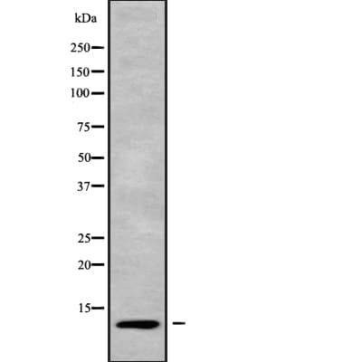 RPS27 / Ribosomal Protein S27 Antibody