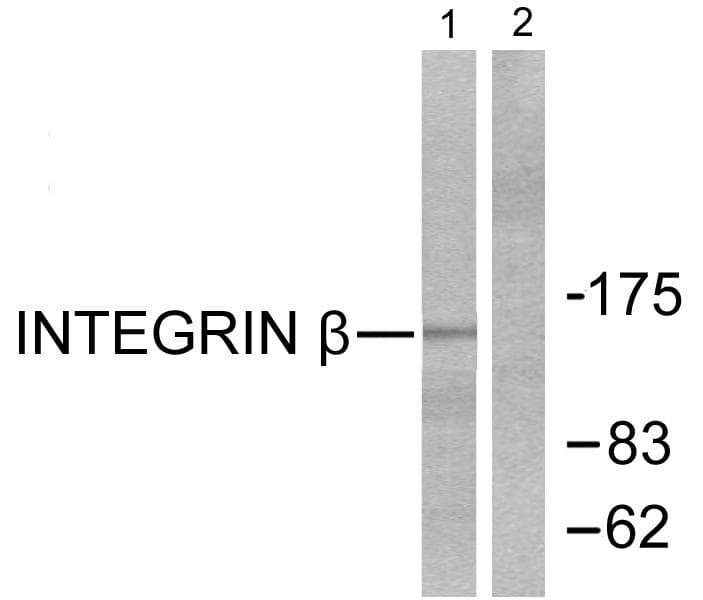 ITGB1 / Integrin Beta 1 / CD29 Antibody (p789)