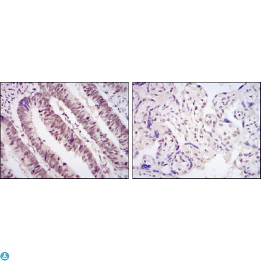 CDK9 Antibody