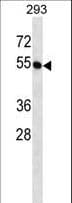 Polyclonal Rabbit anti-Human BTN2A1 Antibody (aa344-373, WB)