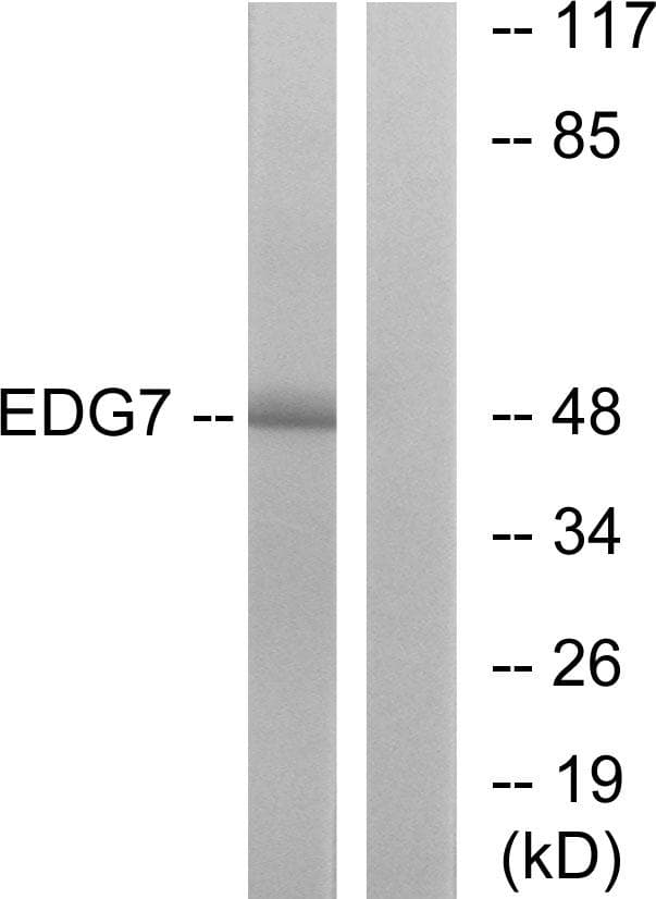 LPAR3 / LPA3 / EDG7 Antibody