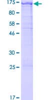 Human PCDHA6 Protein (Recombinant GST)
