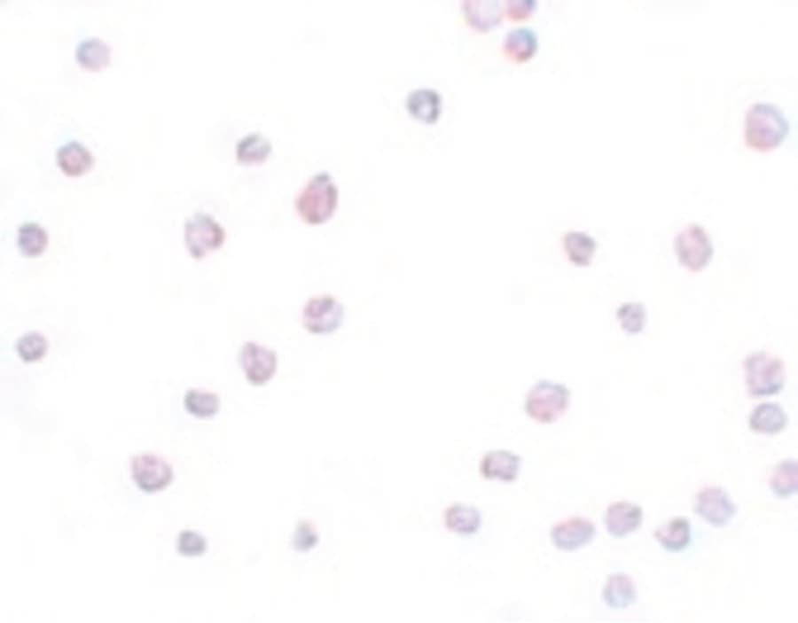 IHC-plus™ SCRN3 Antibody