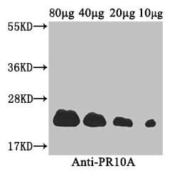 Polyclonal Rabbit anti-Coptis japonica S-norcoclaurine synthase 2 (PR10A) Antibody