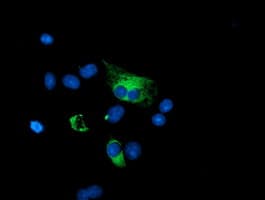 Monoclonal Mouse anti-Human PPP1R15A / GADD34 Antibody (clone OTI4F1, IHC, IF, WB)