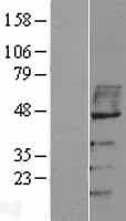 VISA / MAVS Protein (Over-Expression Lysate Myc-DDK (Flag))