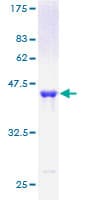 Human GMF Beta / GMFB Protein (Recombinant GST)