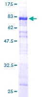 Human SNX25 Protein (Recombinant GST)