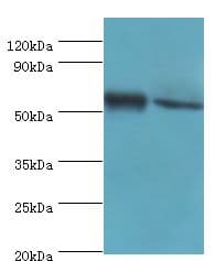 SHMT / SHMT1 Antibody (aa324-483)