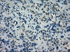Monoclonal Mouse anti-Human ID2 Antibody (clone OTI10C3, IHC, IF, WB)