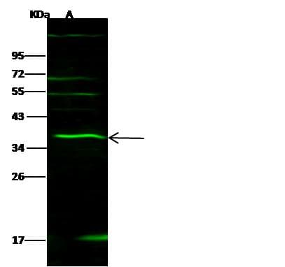 IL27 Antibody (Preservative Free)