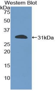 CD86 Antibody (aa37-272)